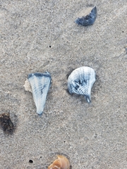 Buccinoidea