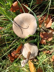 Melanoleuca strictipes