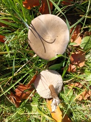 Melanoleuca strictipes