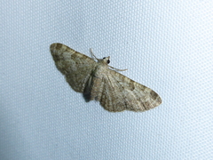 Eupithecia semigraphata