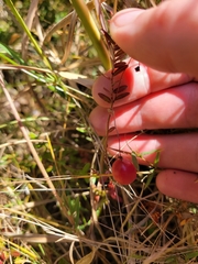 Vaccinium macrocarpon