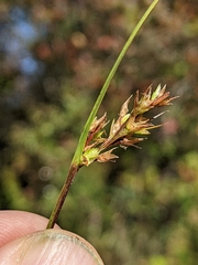 Scleria reticularis