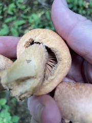 Chroogomphus tomentosus