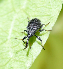 Curculioninae