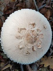 Macrolepiota mastoidea