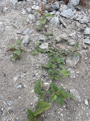 Amaranthus deflexus