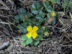 Potentilla erecta
