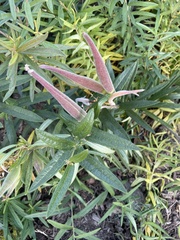 Asclepias tuberosa