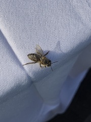 Apis mellifera