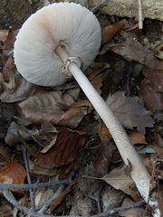 Macrolepiota mastoidea