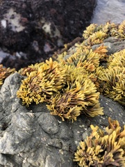 Pelvetiopsis limitata