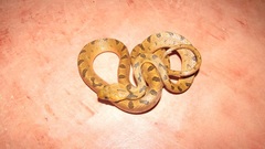 Leptodeira polysticta