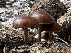 Deconica