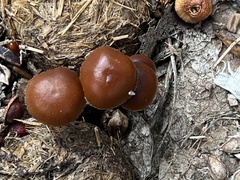 Deconica