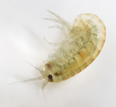 Hyalella