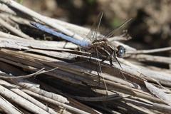 Orthetrum caffrum