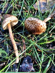 Verrucosporaceae