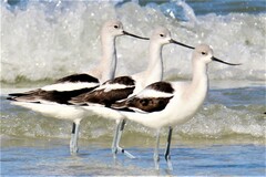 American Avocet photo 5