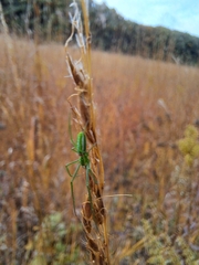 Tetragnatha viridis