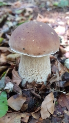 Boletus edulis