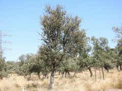 Celtica gigantea