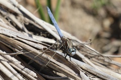 Orthetrum caffrum