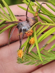 Taxodiomyia