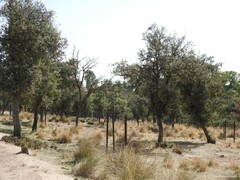 Celtica gigantea