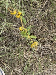 Solanum dimidiatum