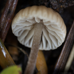 Mycetinis copelandii