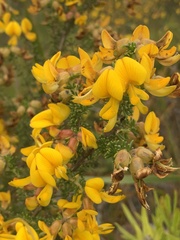 Aspalathus laricifolia