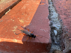Pimpla rufipes