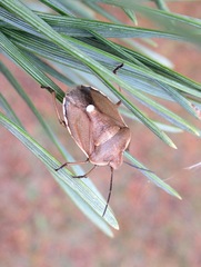 Chlorochroa pinicola