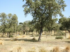 Celtica gigantea