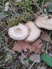 Entoloma undatum