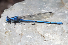 Argia lacrimans