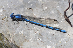 Argia lacrimans