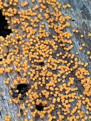 Hydropisphaera peziza