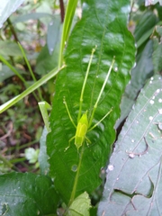 Phylloptera vaginalis