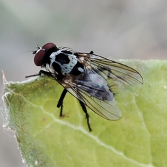 Anthomyia procellaris