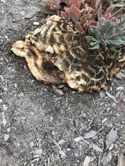 Laetiporus gilbertsonii