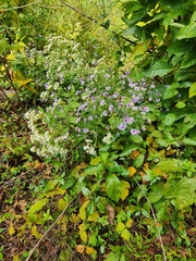 Symphyotrichum oblongifolium
