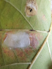 Aceria querci