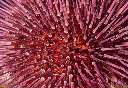 Atlantic Purple Sea Urchin, photo 6 of 9