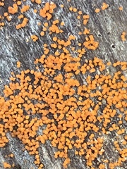 Hydropisphaera peziza