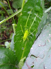 Phylloptera vaginalis