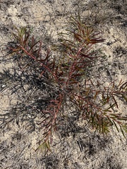Stillingia texana