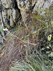 Fritillaria camschatcensis