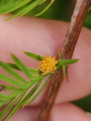 Taxodiomyia