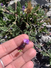 Astragalus vexilliflexus